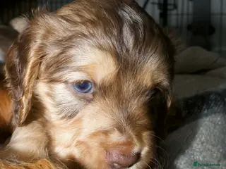 Cocker Spaniel dogs Beautiful health tested Cocker spaniel pups - Advert 15