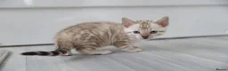Bengal cats for sale: Beautiful Bengal Kittens For Sale  - Advert 5