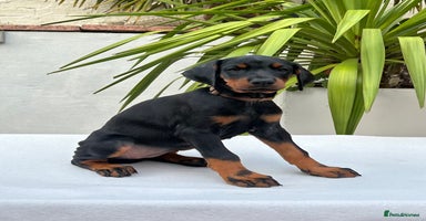 Dobermann dogs - Advert 4