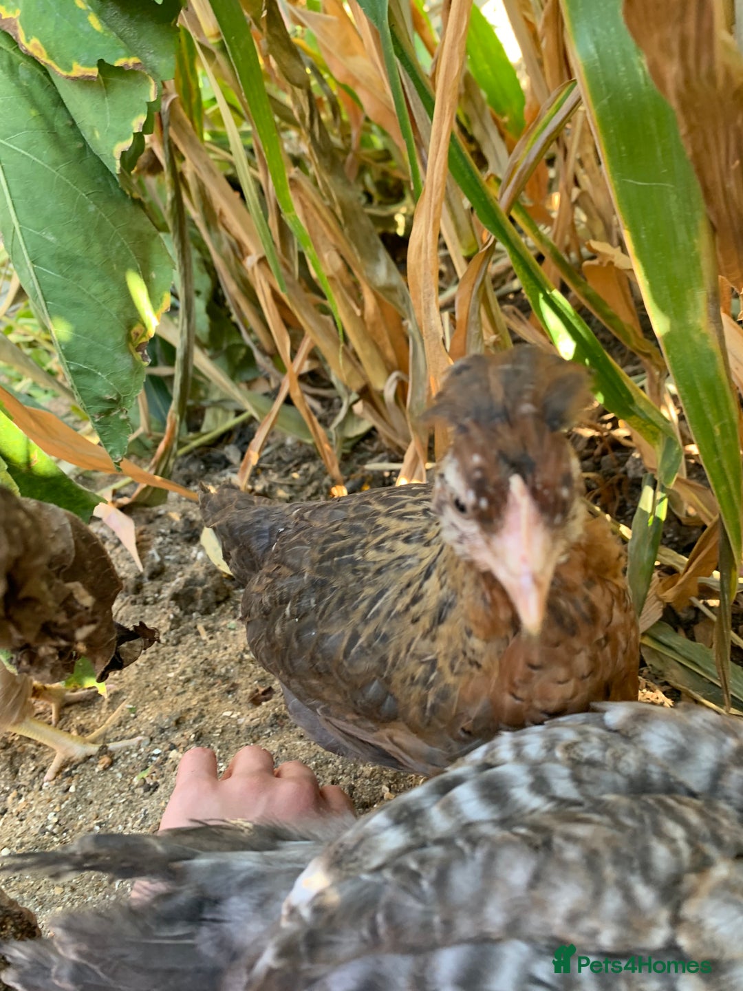 Chickens poultry for sale: 2 friendly lovely chickens and a rooster - Image 3
