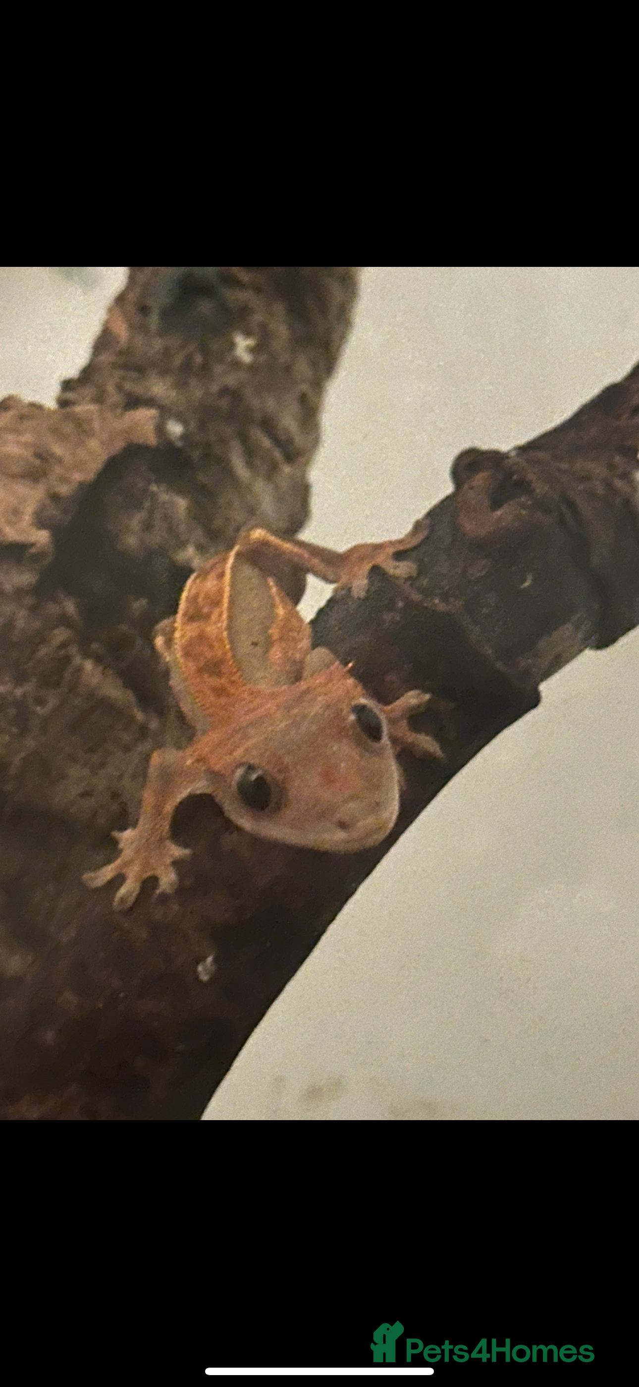 Gecko reptiles Crested gecko  - Advert 1