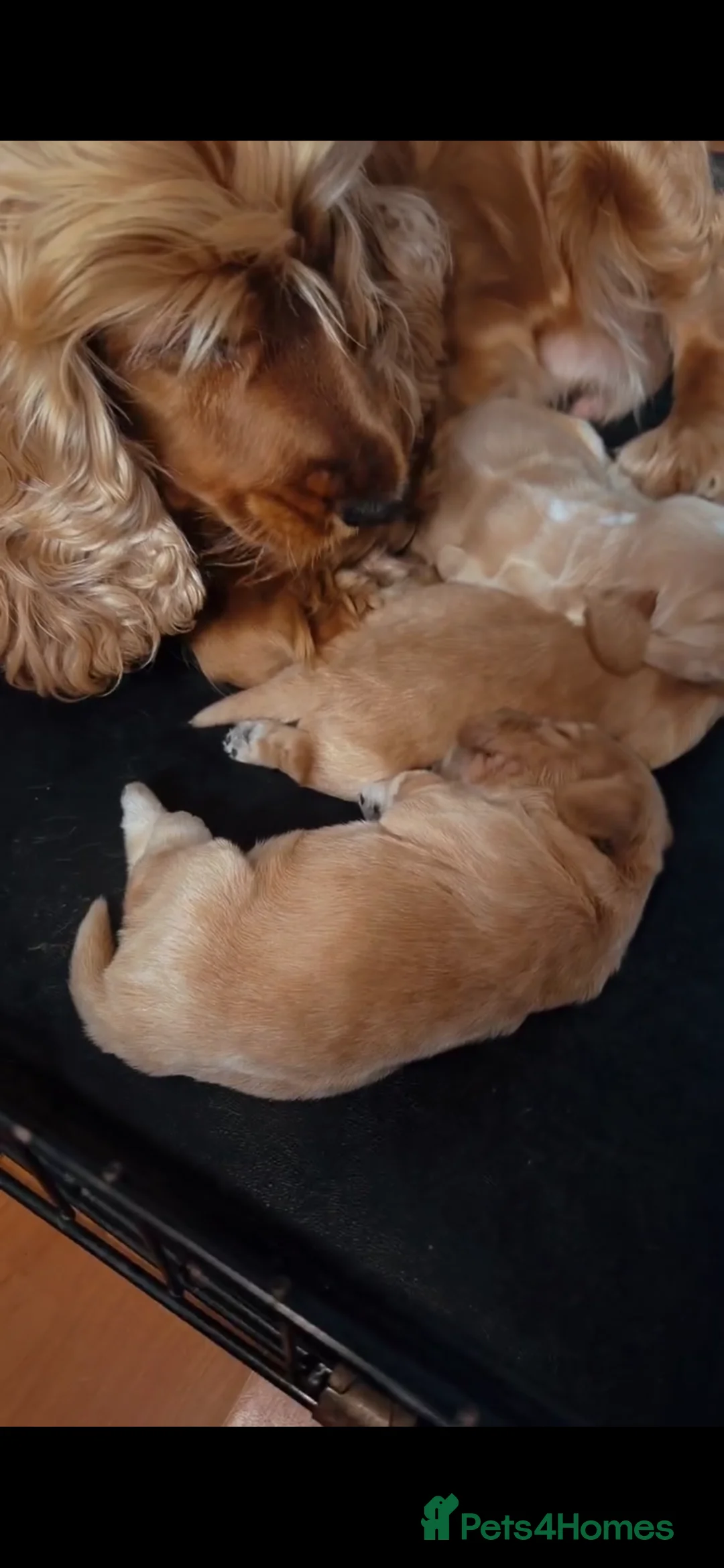 Cocker Spaniel dogs for sale: Show cocker spaniels  - Advert 2