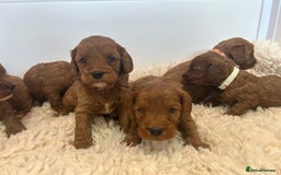 Cavapoo dogs for sale: F1 CAVAPOO BABIES 5🌟LICENSED BREEDER  - Image 18
