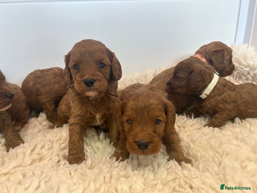 Cavapoo dogs for sale: F1 CAVAPOO BABIES 5🌟LICENSED BREEDER  - Image 18