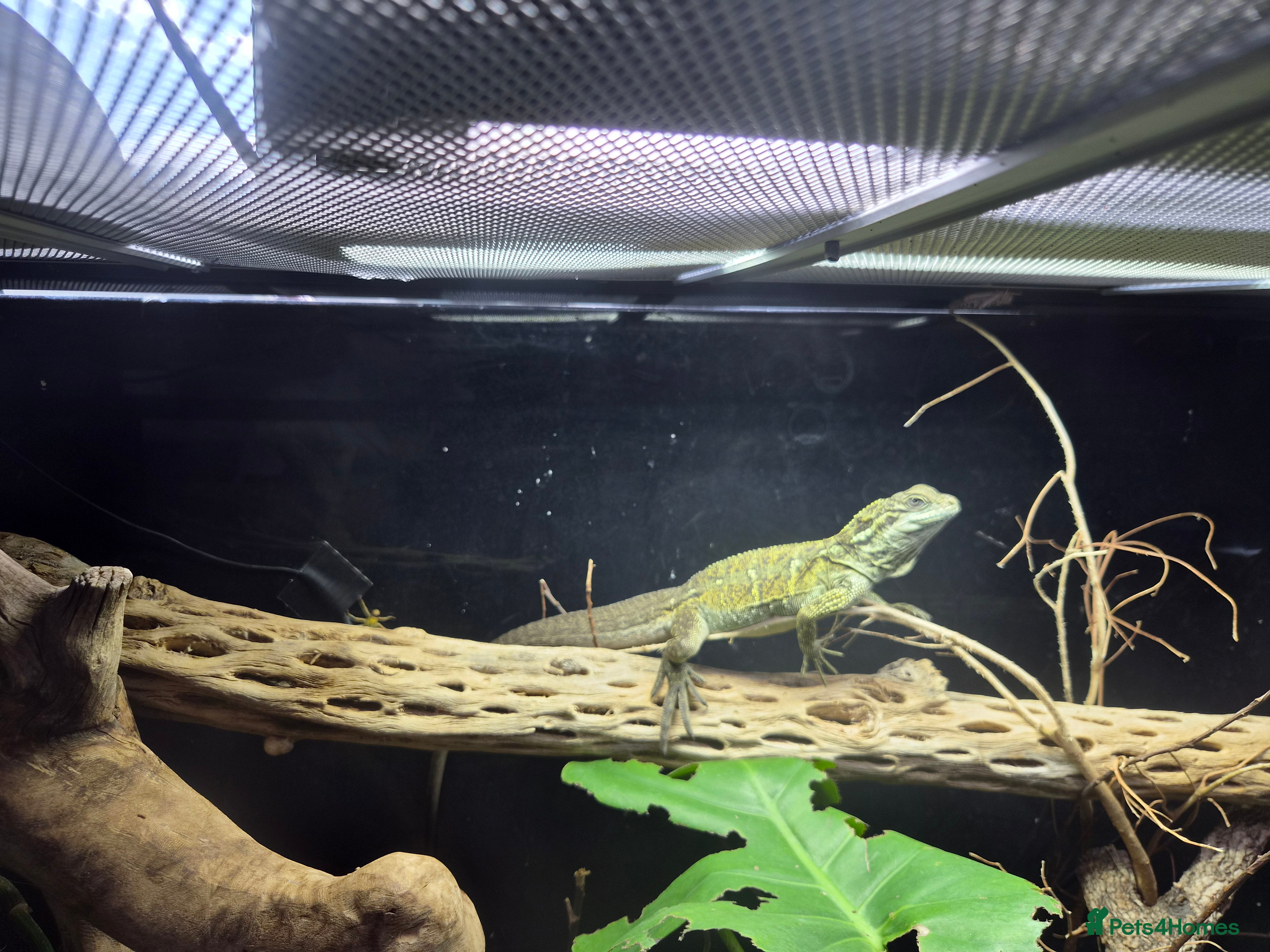 Mixed Breed reptiles Selling all our reptile collection - Advert 1