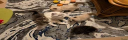 Siberian cats for sale: Pure Siberian kittens for sale - Advert 12