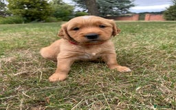 Golden Retriever dogs for sale: 4 KC registered Golden Retriever puppies  - Image 18