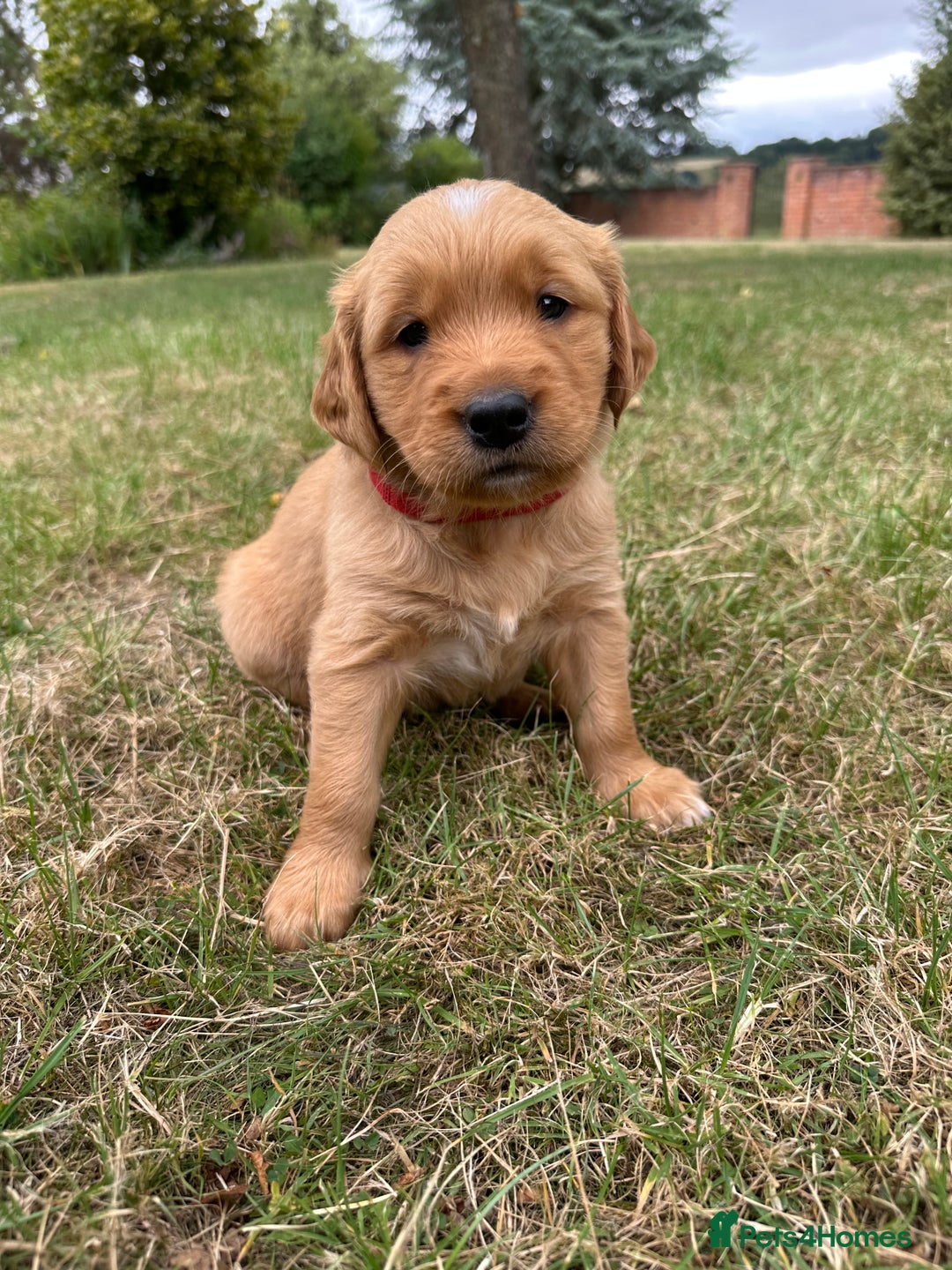 Golden Retriever dogs for sale: 4 KC registered Golden Retriever puppies  - Image 18