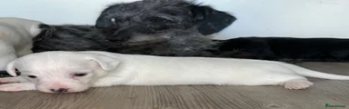 Mixed Breed 1