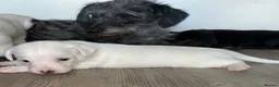 Mixed Breed dogs for sale: Patterjack  - Advert 4