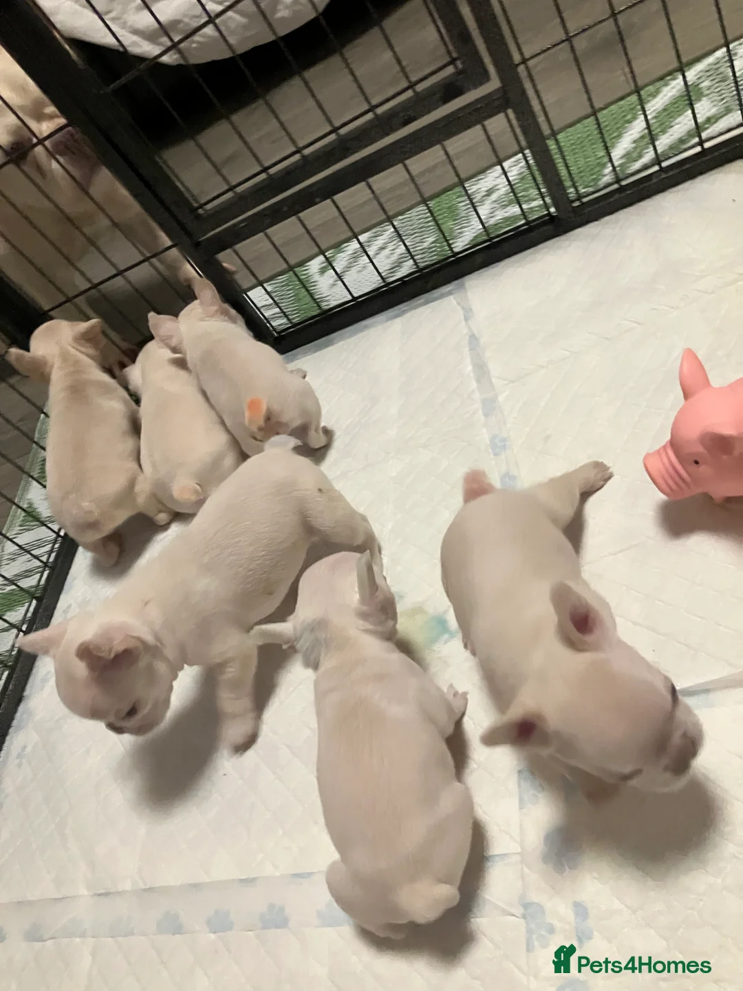 French Bulldog dogs for sale: Ready - Lilac Platinum - Fluffy Carriers - Advert 20