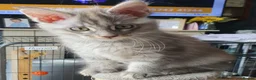 Maine Coon cats for sale: Fantastic Xl Main Coons Girls - Advert 1