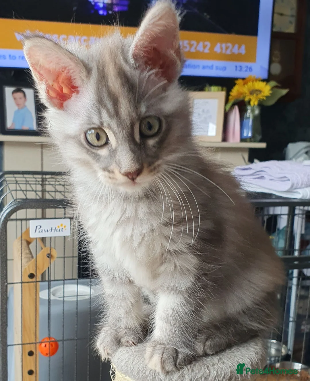 Maine Coon cats for sale: Fantastic Xl Main Coons Girls - Advert 1