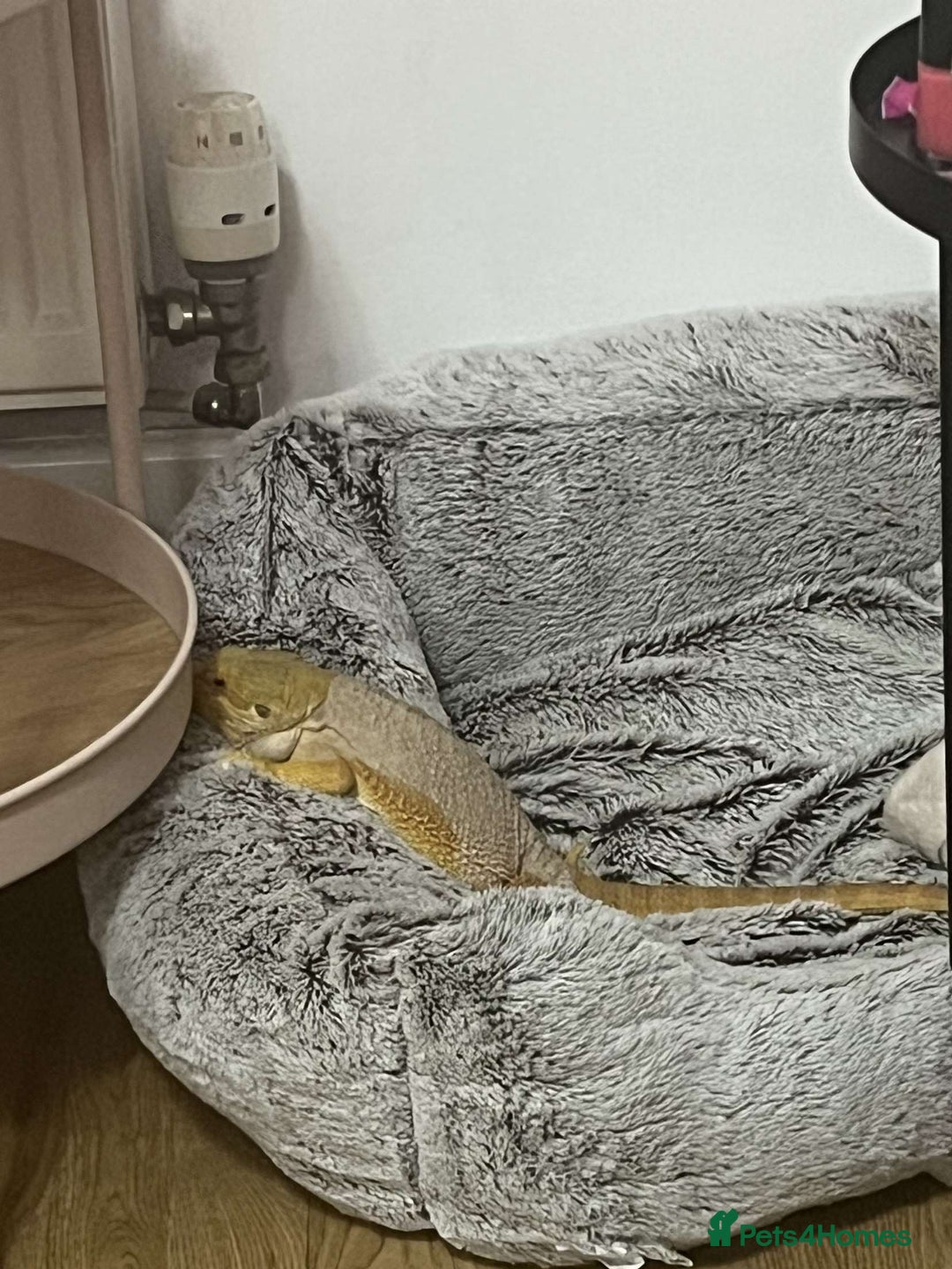 Bearded Dragon reptiles for sale: Winston the bearded dragon - Advert 3