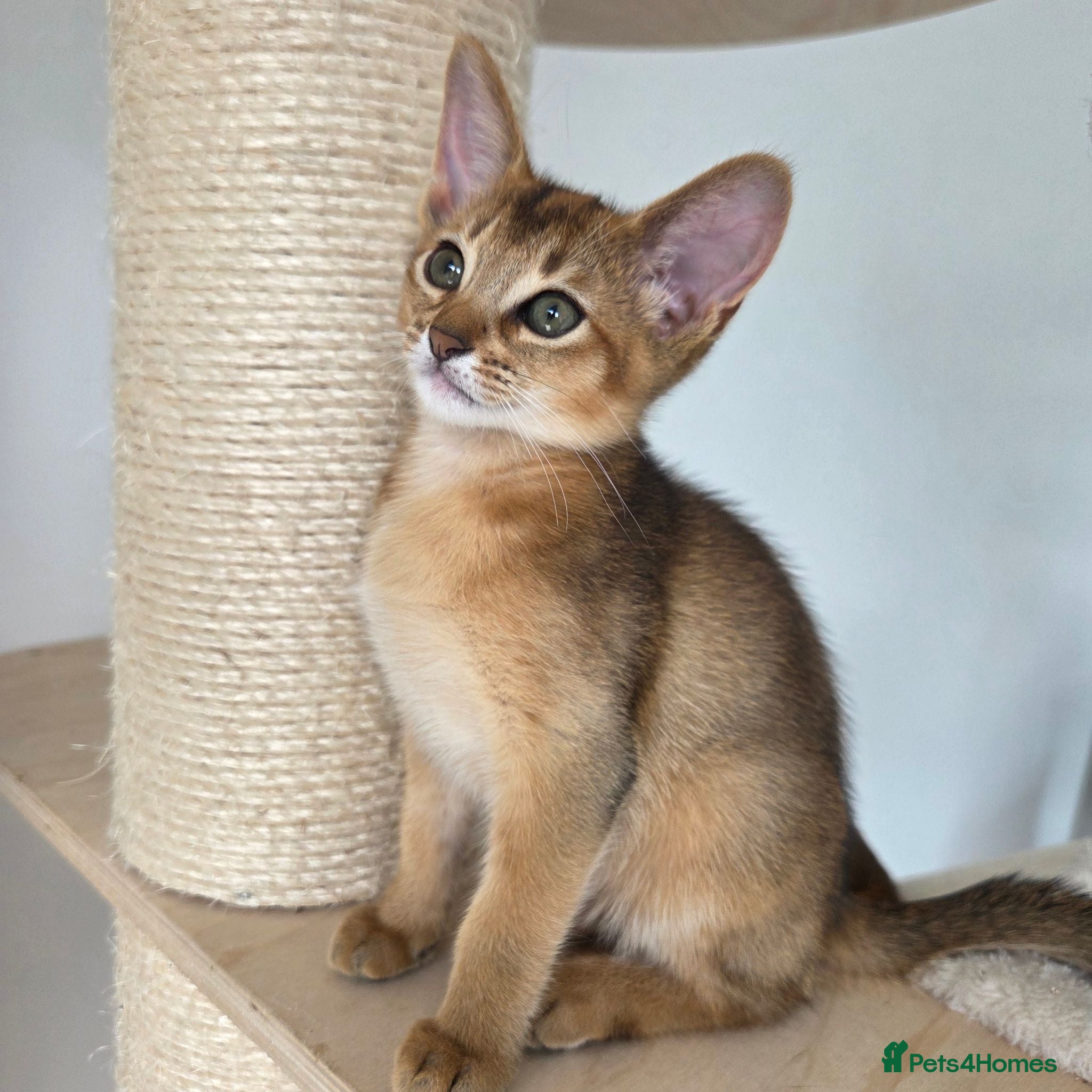 Abyssinian cats 🔥 TICA Registered Abyssinian Kittens - Advert 7