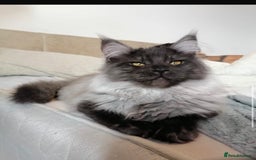 Maine Coon cats for stud: Proven GCCF & TICA Black Smoke stud in Bolton - Image 16