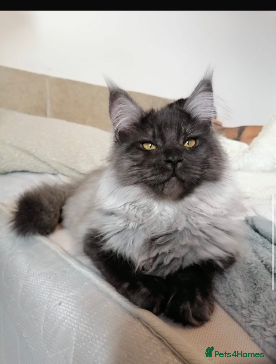 Maine Coon cats for stud: Proven GCCF & TICA Black Smoke stud in Bolton - Image 16