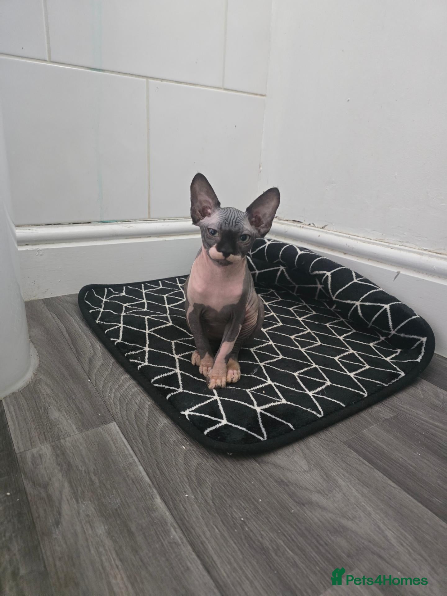 Sphynx cats Ready Sphynx Kittens Looking for Their Forever 🏰 - Advert 18