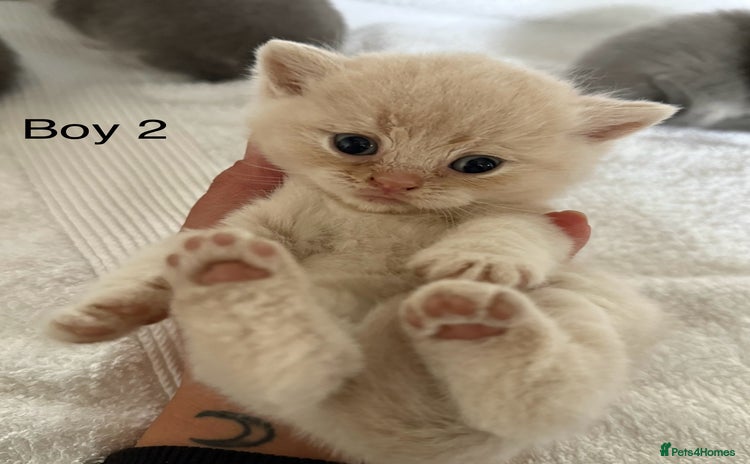 British Shorthair cats - Advert 1