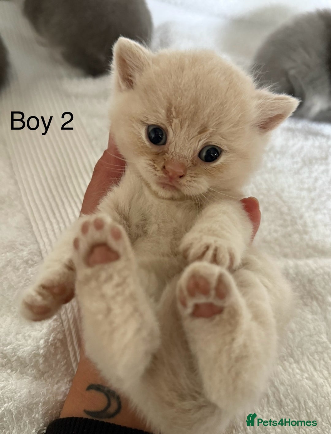 British Shorthair cats for sale: British shorthair kittens  - Image 1