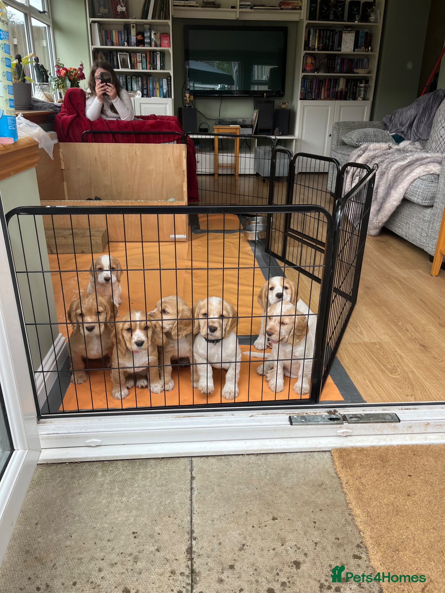 Cocker Spaniel dogs KC Lemon Roan Cockers from Champion Lines - Advert 1