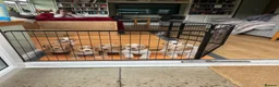 Cocker Spaniel dogs for sale: KC Lemon Roan Cockers from Champion Lines in Ellon - Advert 1