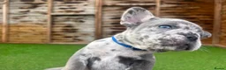 French Bulldog dogs for sale: Stunning French bulldog puppies in Crewe - Advert 14