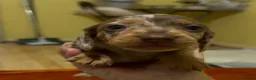 Dachshund dogs for sale: Reg miniature smooth daschunds  - Advert 22