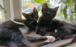 Mixed Breed cats for sale: Two Black kittens from family home - Image 6