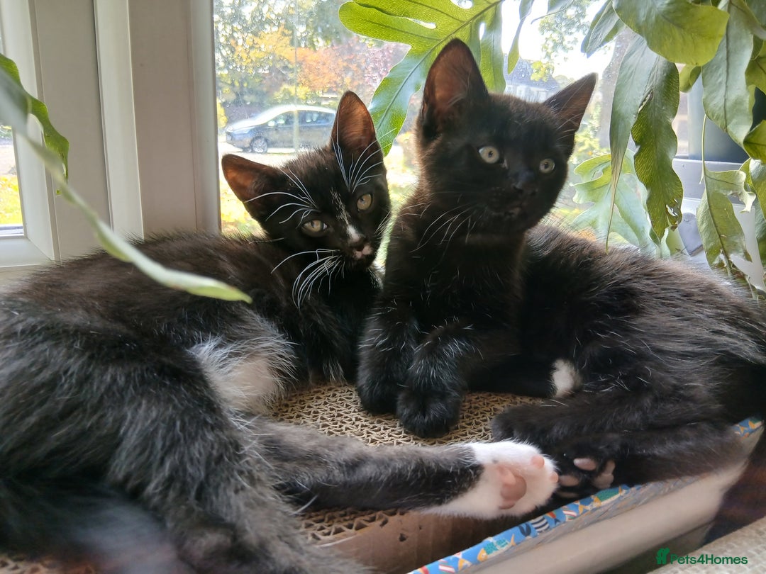 Mixed Breed cats for sale: Two Black kittens from family home - Image 6
