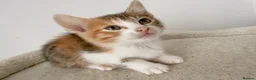 Mixed Breed cats for sale: Daisy, Calico female kitten - Advert 3