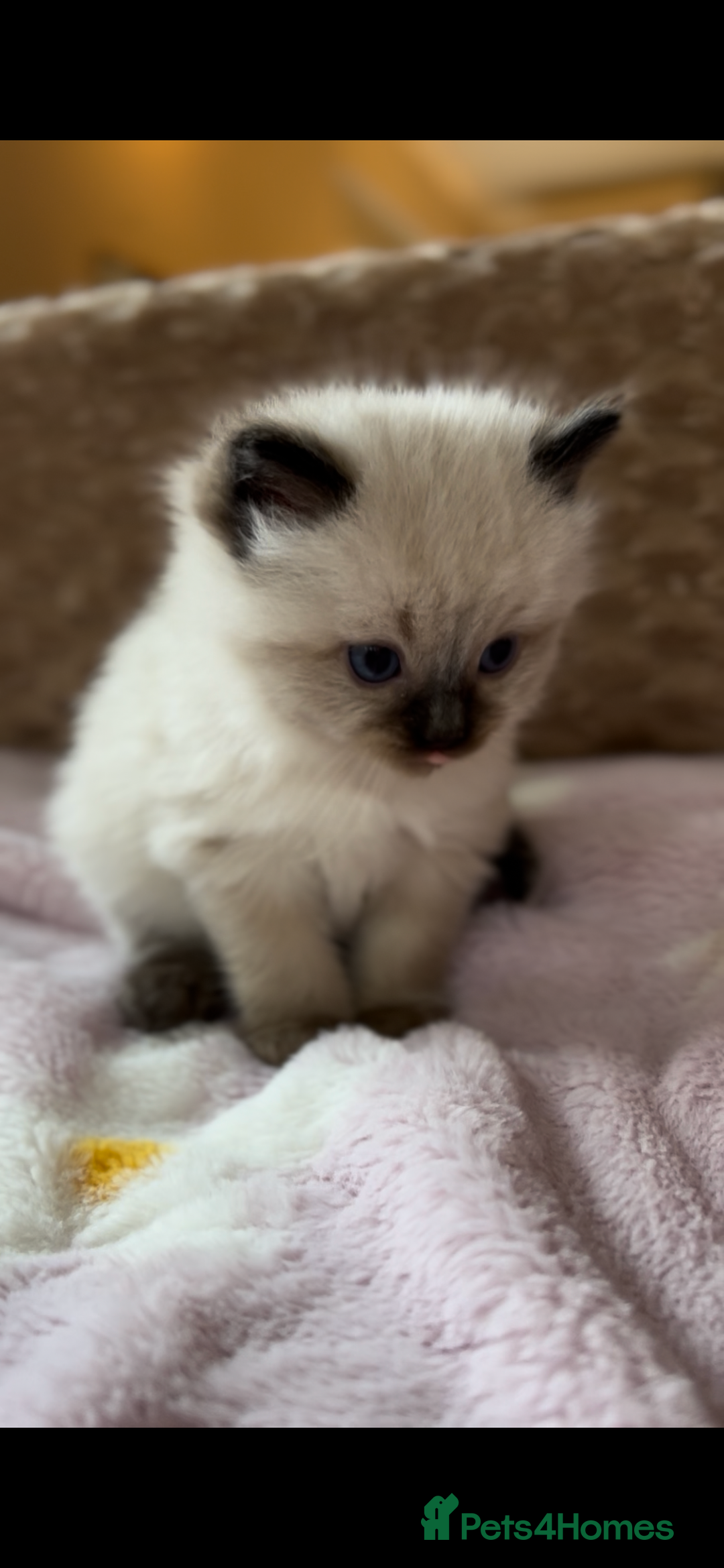 Ragdoll cats for sale: Ragdoll &Cherubim Kittens TICA Seal Blue - Advert 8
