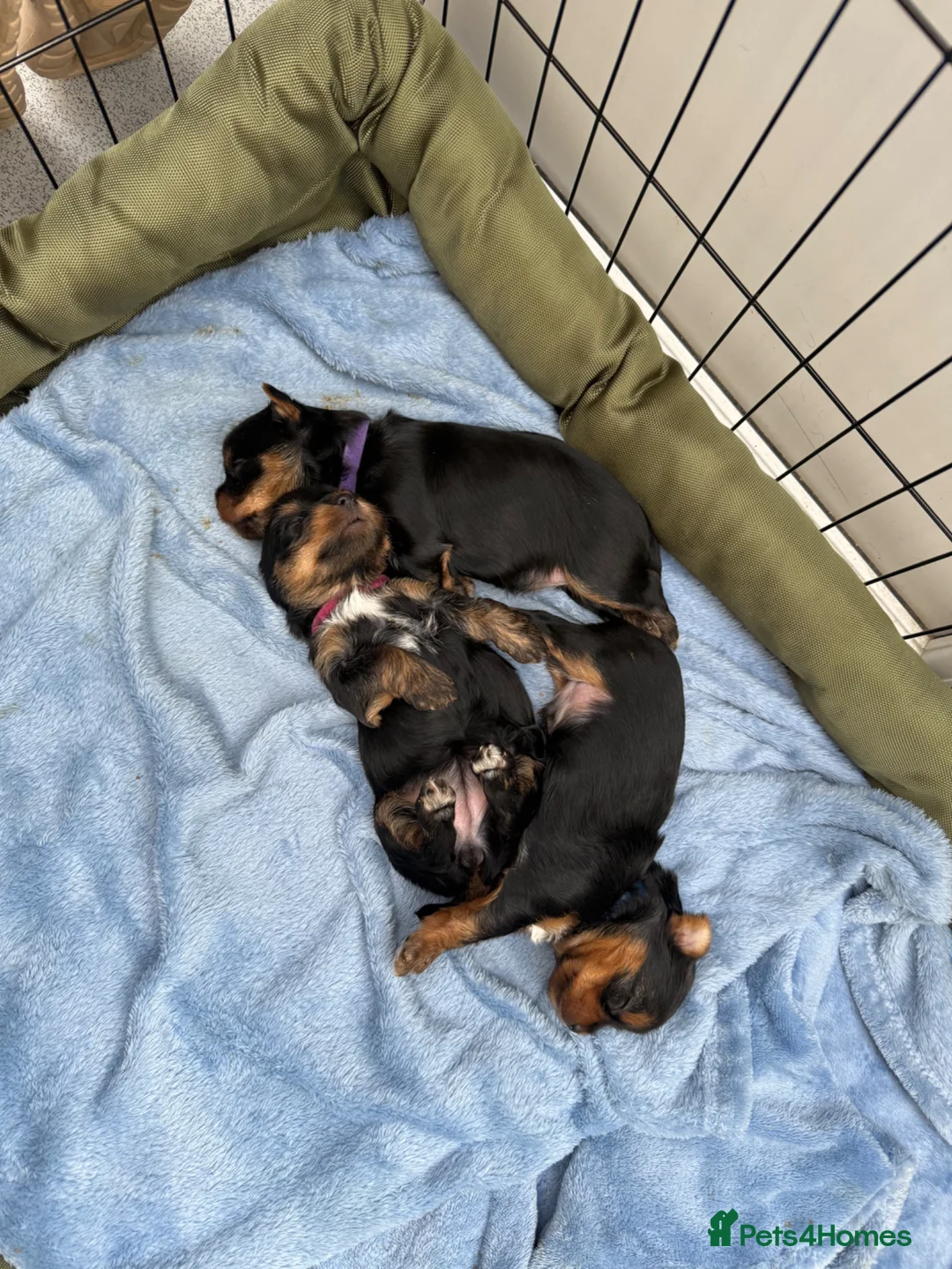 Yorkshire Terrier dogs for sale: Adorable Yorkshire Terrier Puppies  - Advert 1