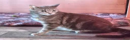 Domestic Shorthair cats for sale: Tabby Kittens  - Advert 1