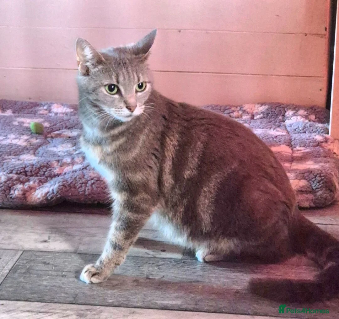 Domestic Shorthair cats for sale: Tabby Kittens  - Advert 1