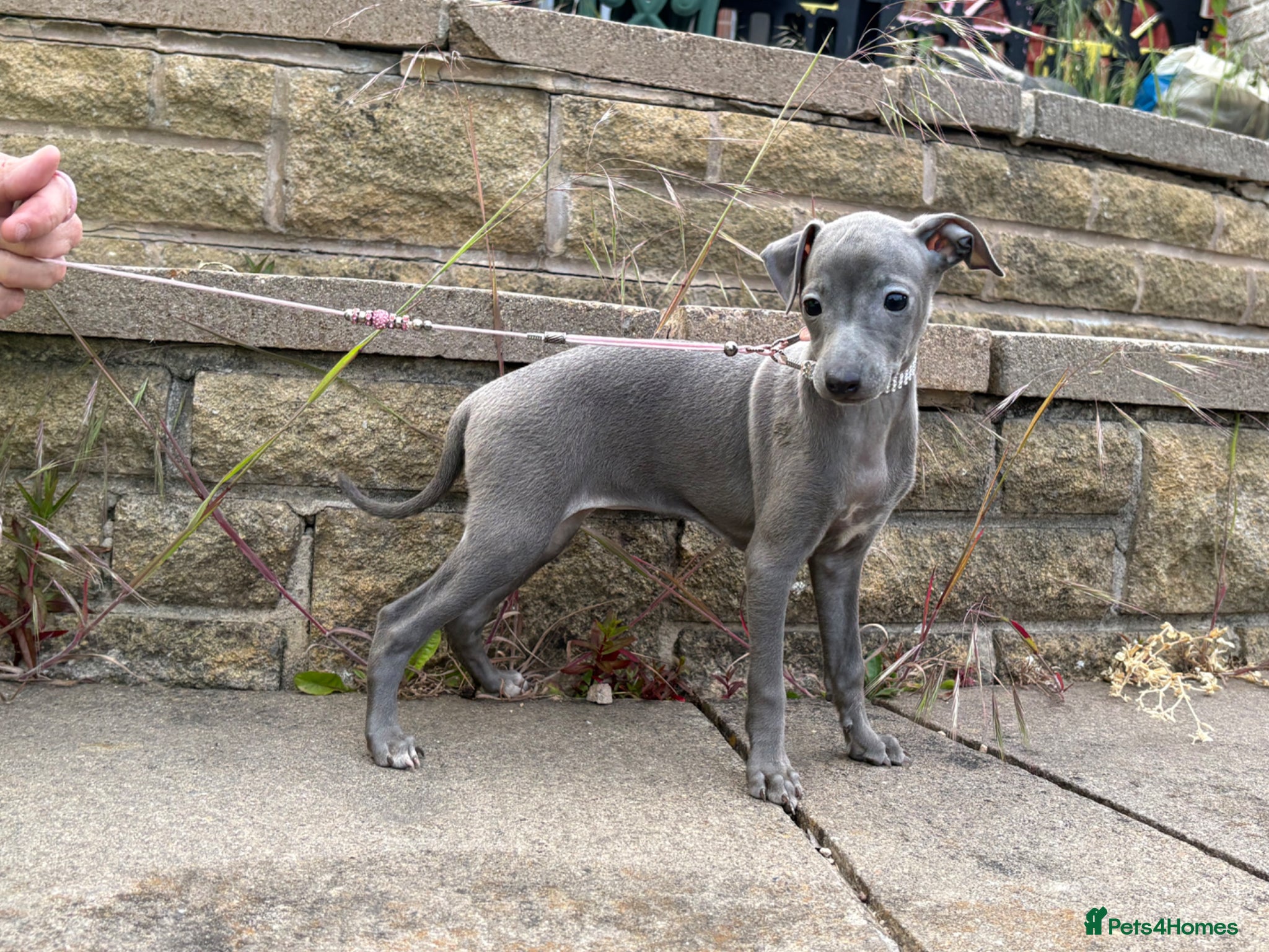 Italian Greyhound dogs Kc registered Italian greyhound pups  - Advert 6