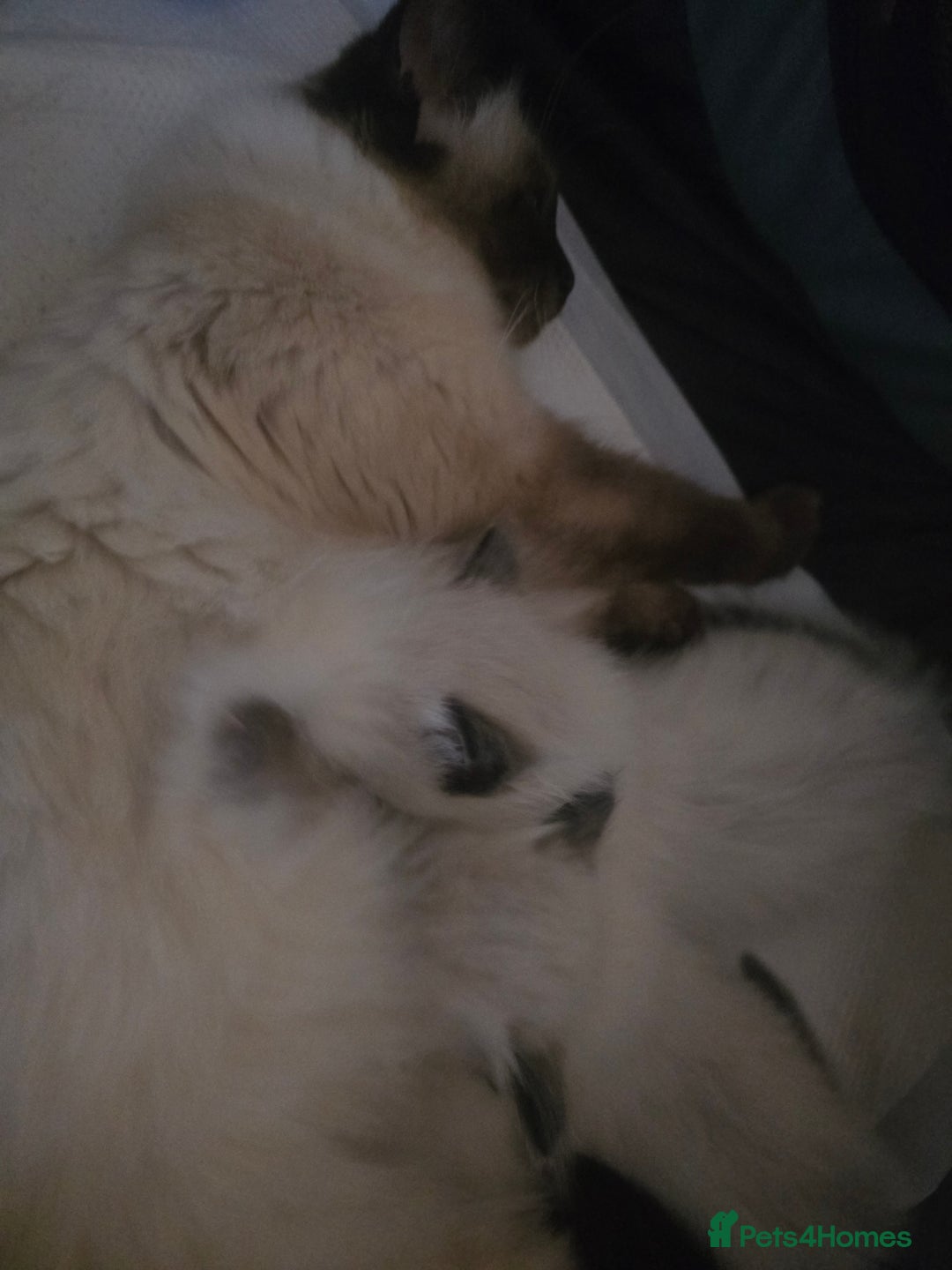 Ragdoll cats for sale: Ragdol KITTENS 😸 ♥️  - Image 31