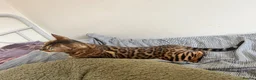 Bengal cats for sale: Beautiful Bengal ❤️ - Advert 6