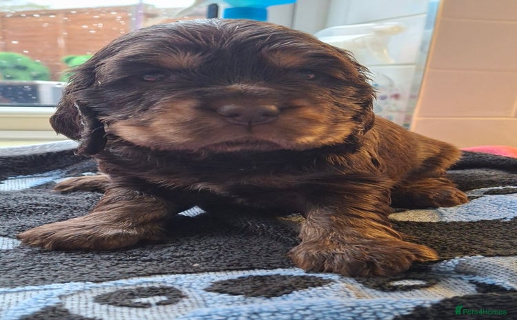 Cocker Spaniel dogs - Advert 14