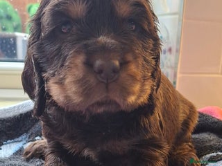 Cocker Spaniel dogs - Advert 8