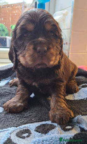 Cocker Spaniel dogs - Advert 14