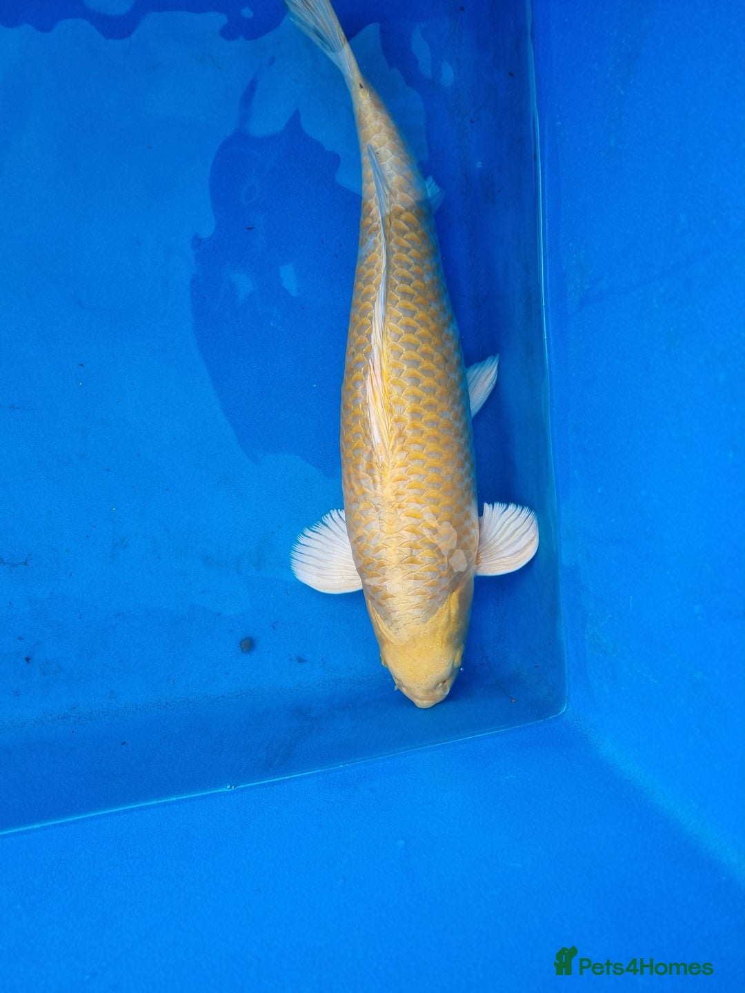 Koi Carp fish for sale: Variety of koi for sale  - Advert 10