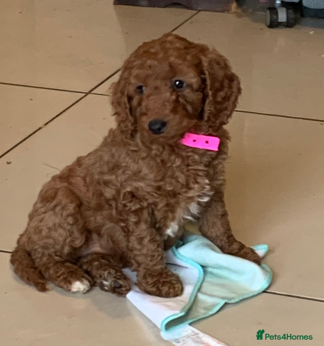 Cockapoo dogs for sale: F1b Fox Red Girl Cockapoo Available Ready To Leave - Advert 3