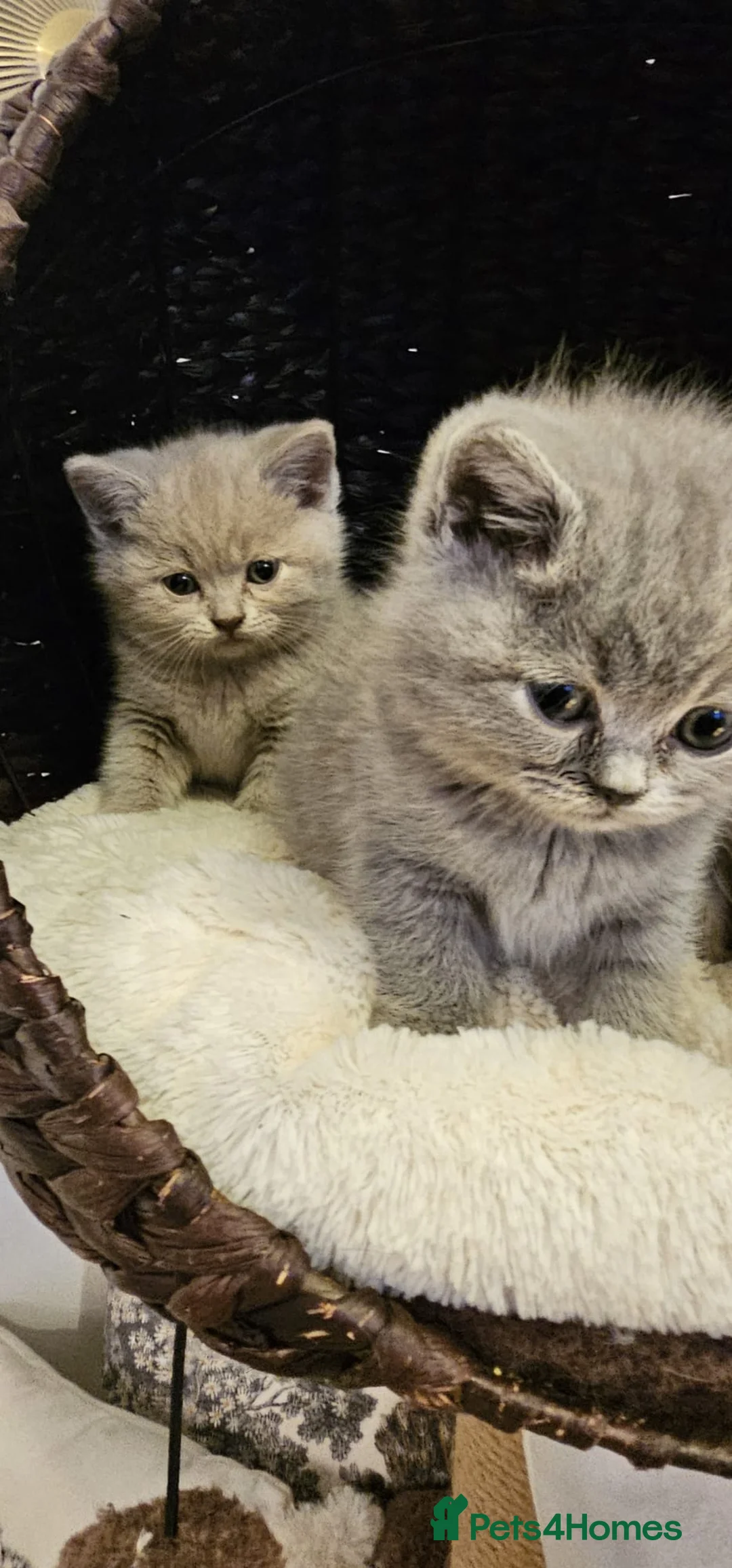 British Shorthair cats for sale: Cute British Shorthair Kittens for Sale in Bradford - Advert 2