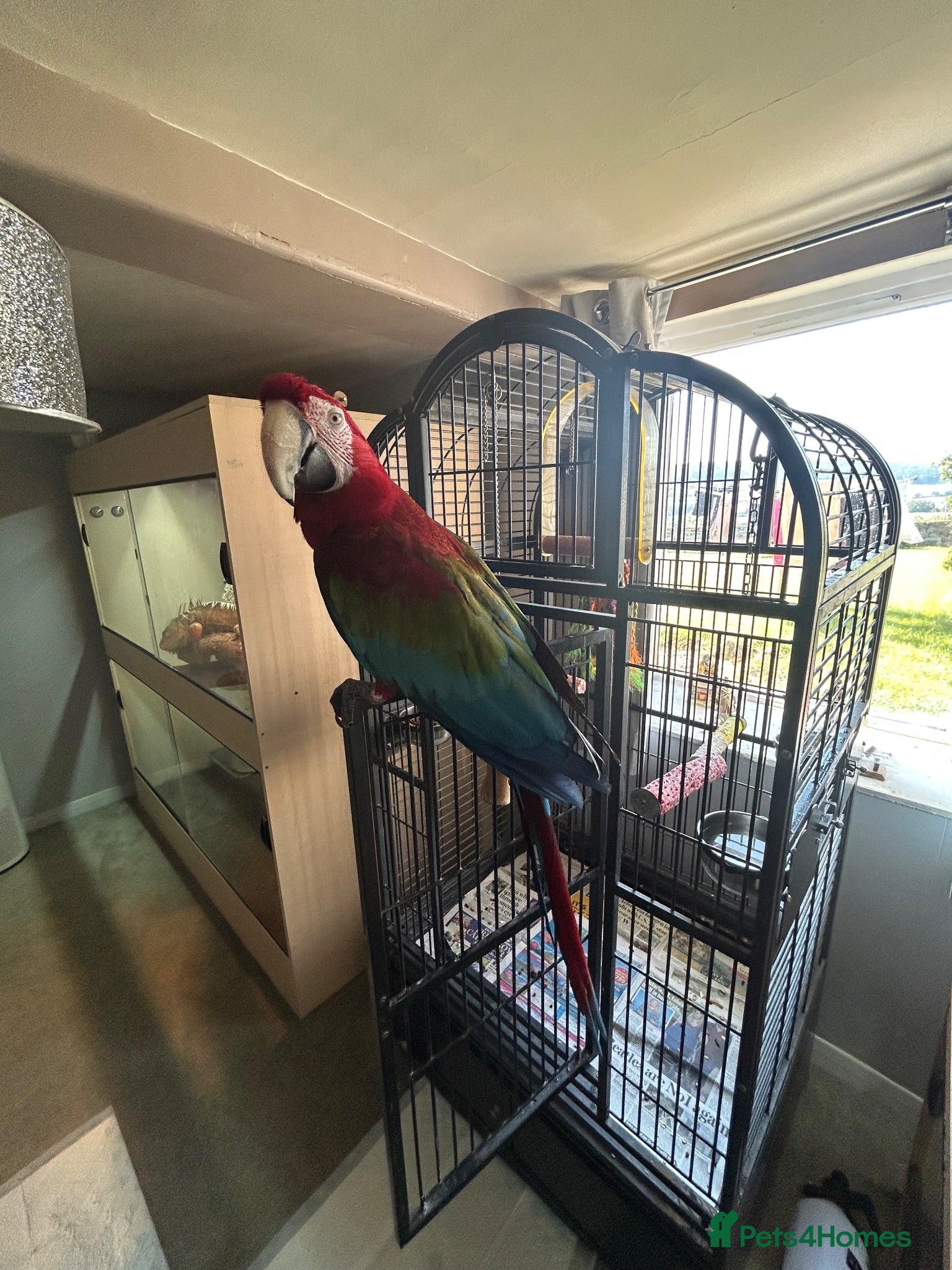 Macaws birds Macaw Greenwing  - Advert 3