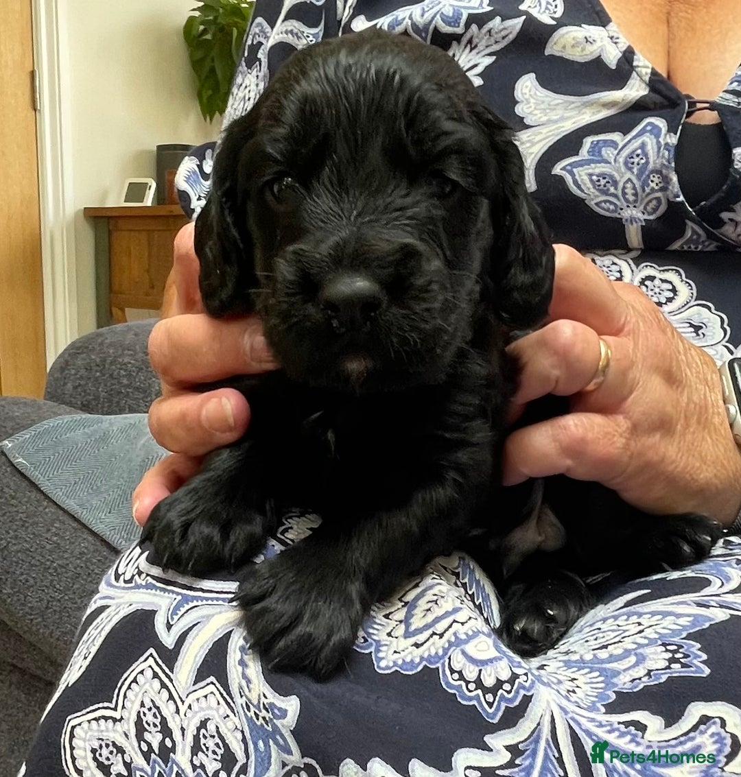 Cocker Spaniel dogs for sale: KC Reg Working Cocker Spaniel Pup - Image 2