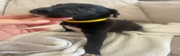 Mixed Breed dogs for sale: Bull hound puppies in London - Advert 12