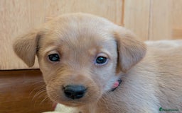 Labrador Retriever dogs for sale: Stunning litter of Labrador retriever pups  - Advert 23