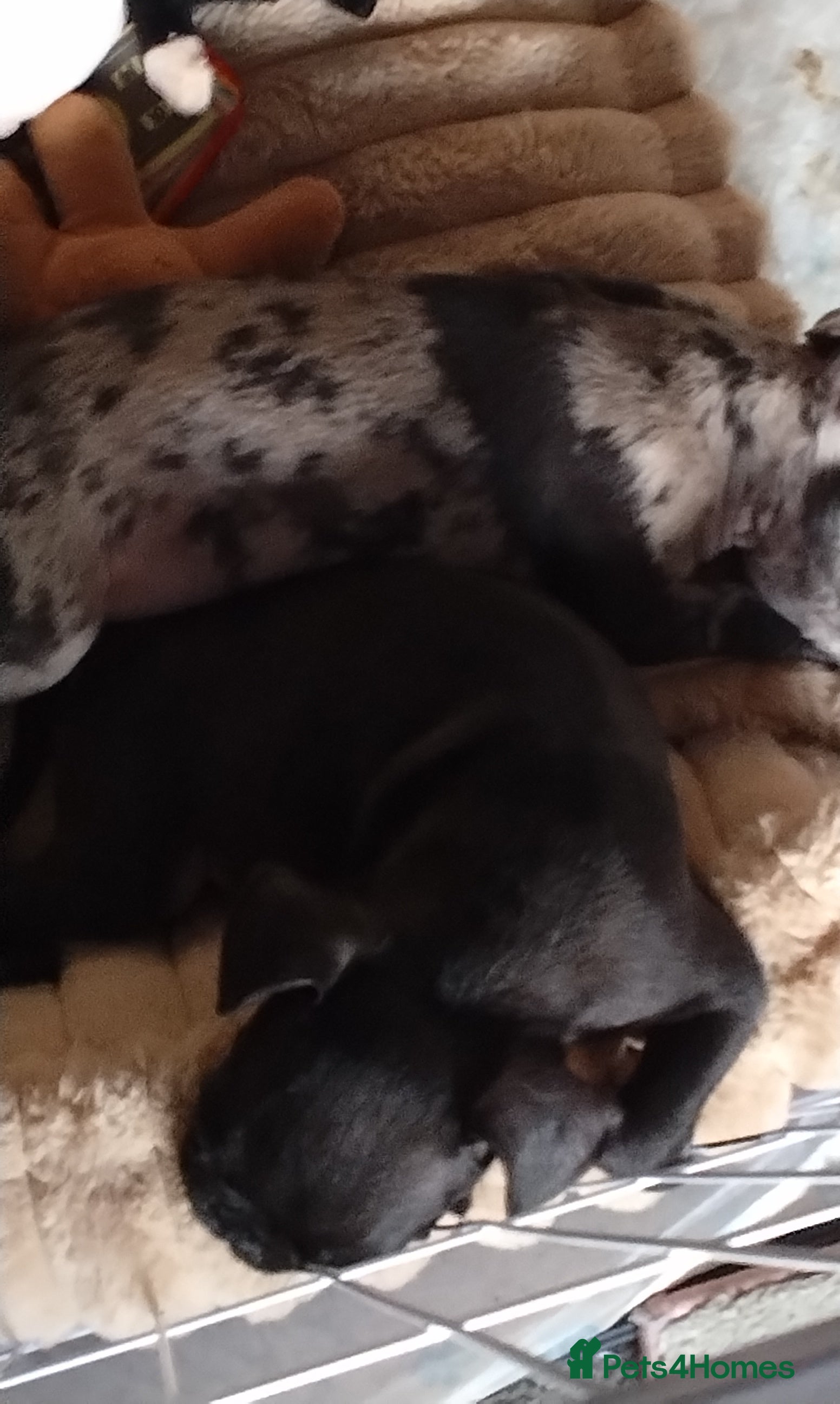 Frug dogs Frug  in Alton - Advert 1