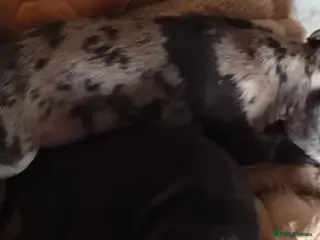 Frug dogs Frug in Alton - Advert 1